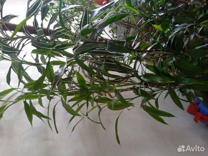 Продам цветы комнатные. В наличие много других