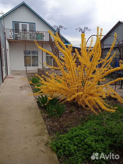 Продам саженцы форзиции