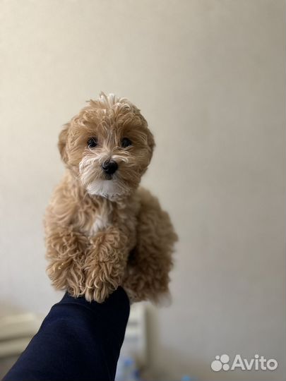 Мальтипу ф1