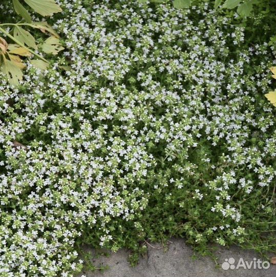 Тимьян, семена