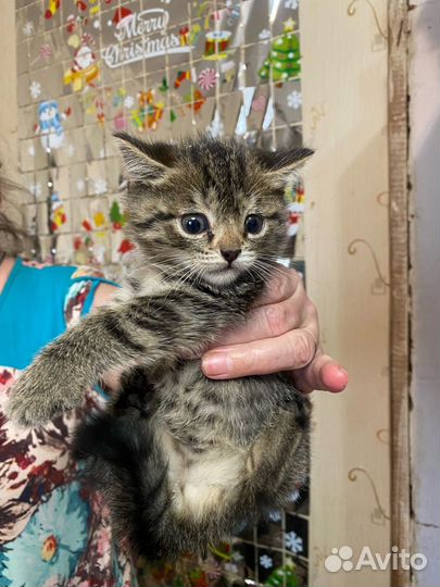Британские котята