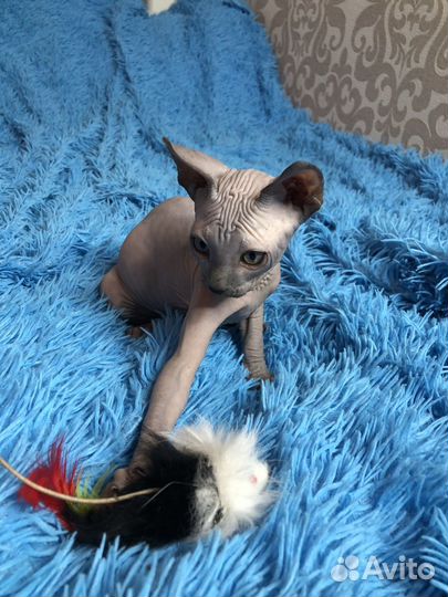 Котята сфинкс канадский