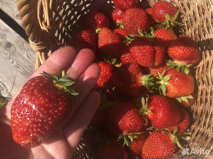 Саженцы клубники, земляники. Купчиха. Максим