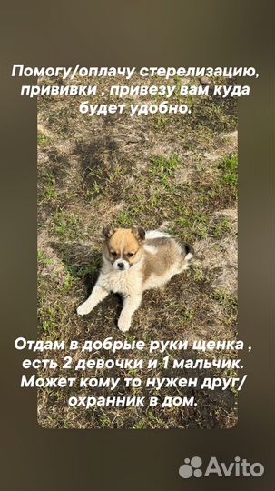 Собака в добрые руки отдам бесплатно щенки