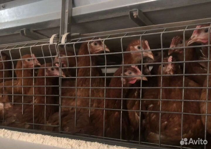 Куры молодки