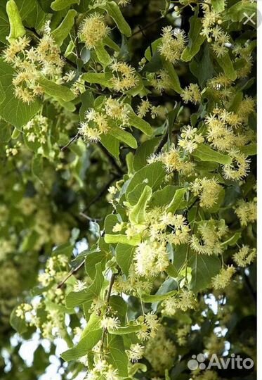 Липа мелколистная, саженцы зкс