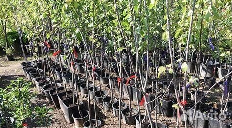 Саженцы малины,ежевика,вишня,слива,смородина