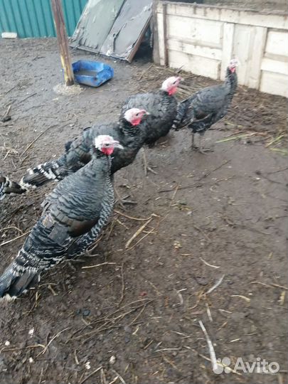 Индюки бронза