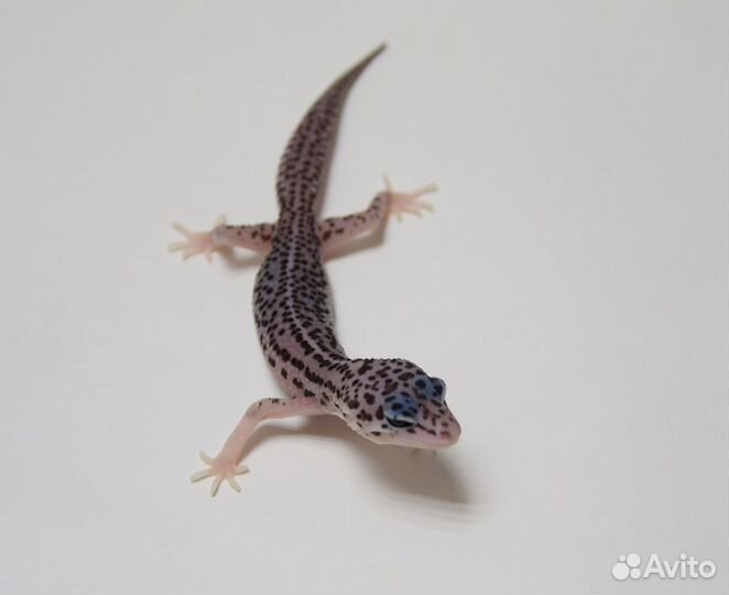 Эублефары Super Pied/BN/BA самки