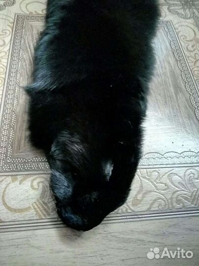 Мех песец воротник