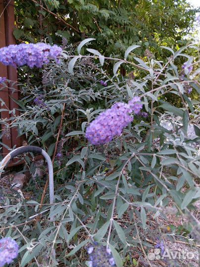 Декоративные растения