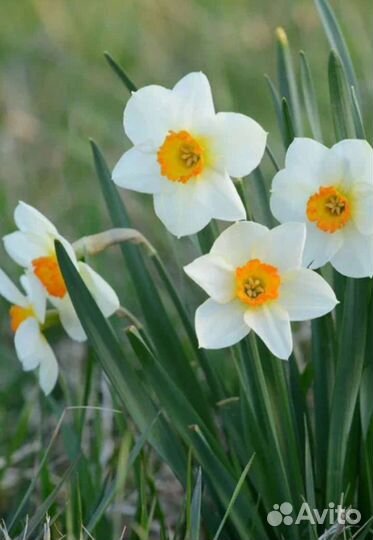 Садовые многолетники