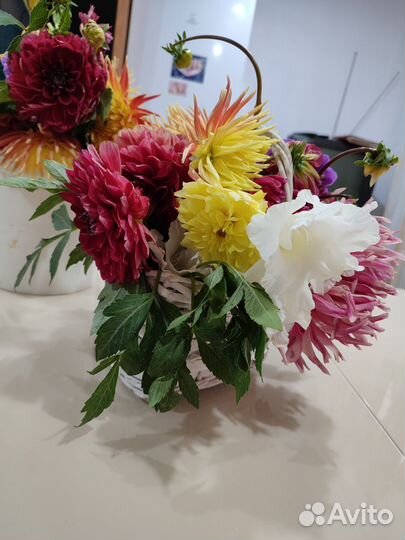 Георгины клубни Красный бархат