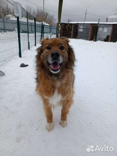 Собака в добрые руки бесплатно из приюта ищет дом