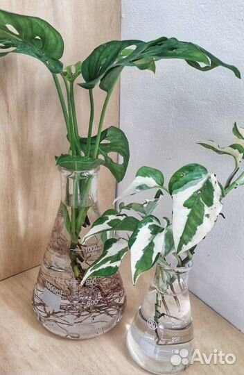 Растения вариегатные