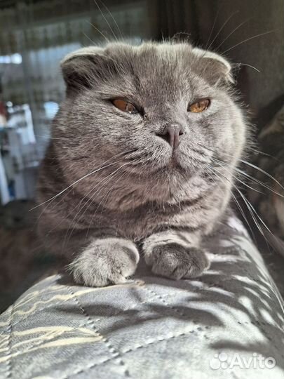 Шотландская скотиш фолд