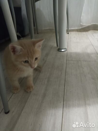 Кошка в дар