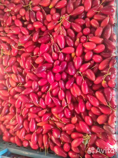 Кизил лесной (Крым)