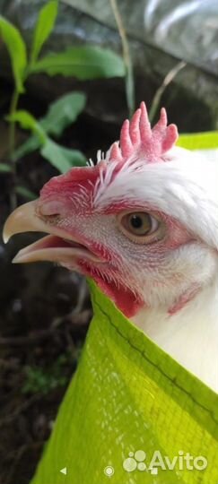 Свежее мясо домашних цыплят-бройлеров