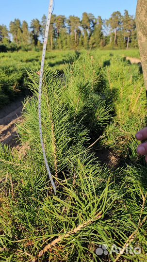 Саженцы сосны окс