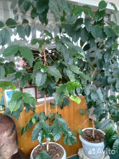 Кофейное дерево