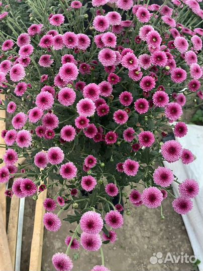 Хризантема