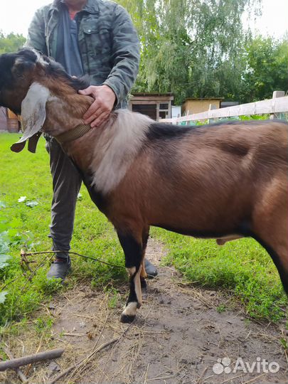 Коза Козёл Нубийский 100