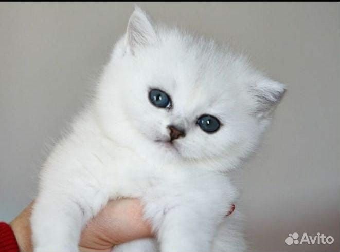 Британская серебристая шиншилла котята