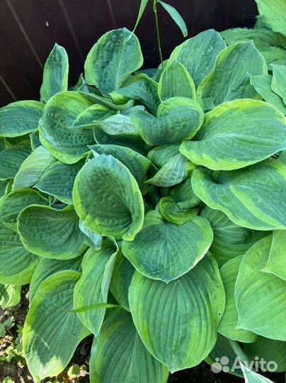 Хосты. Многолетники