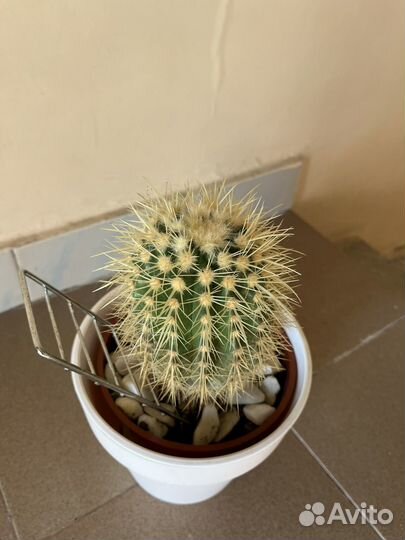 Кактус цветущий