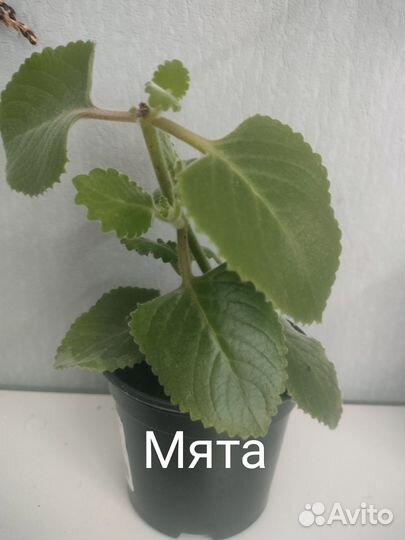 Комнатные растения