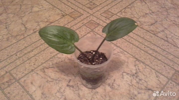 Дримиопсис Вариегатный