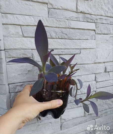 Традесканции