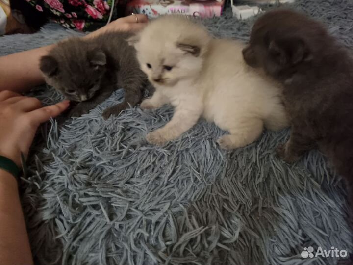 Кошки в добрые руки