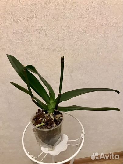 Орхидея фаленопсис