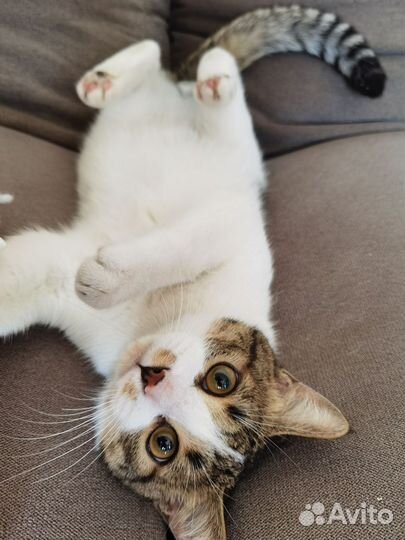 Котик бесплатно