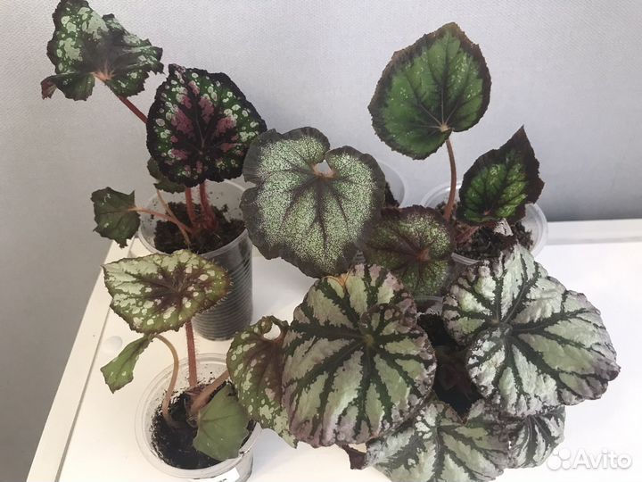 Наборы декоративно лиственных бегоний км по 5шт