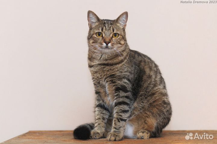 Мадам Шкода Матроскина