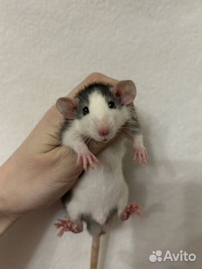 Крысята Дамбо мальчики