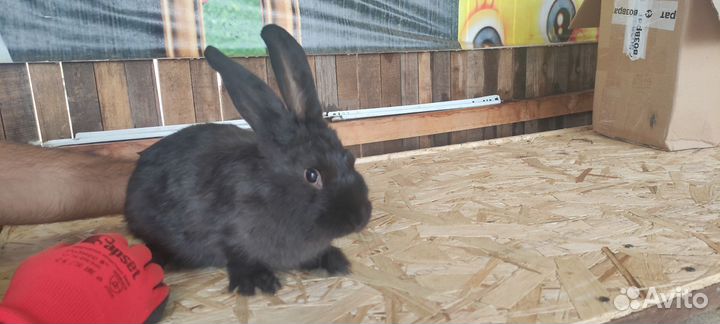 Кролики мясных пород