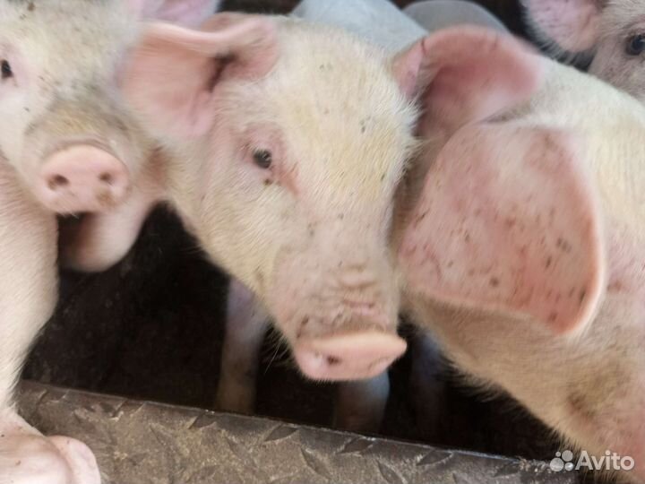 Поросята