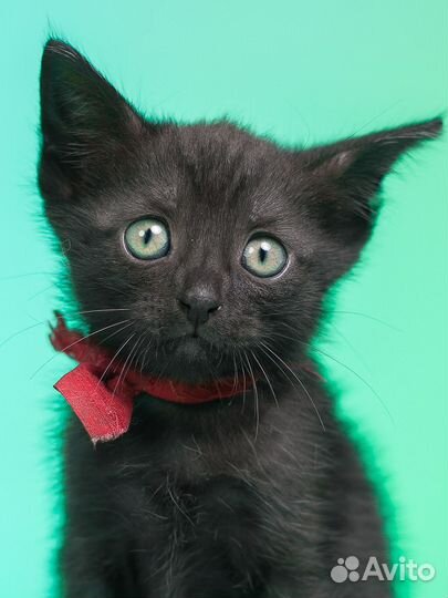 Котята 2.5 месяца в дар