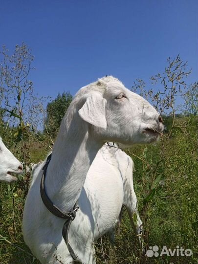 Козье молоко