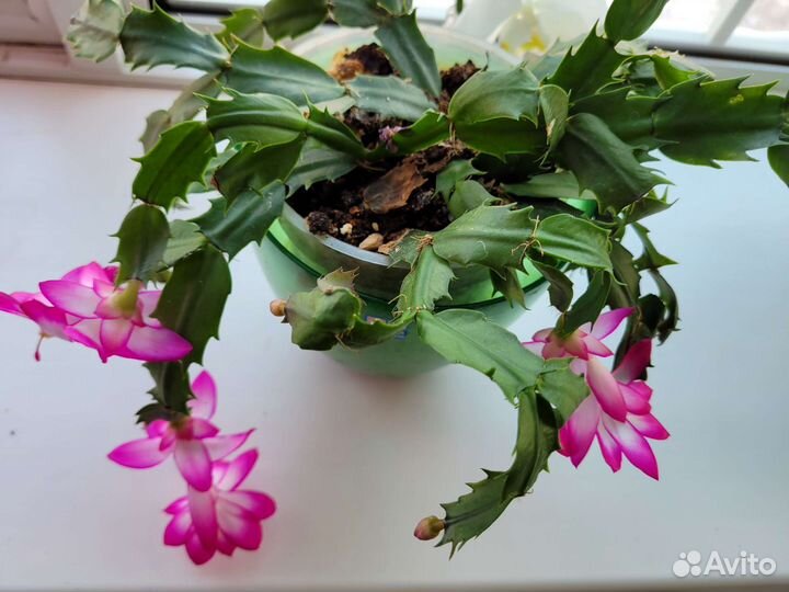 Декабрист, 9 растений в горшке