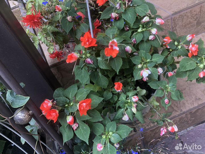 Садовые растения