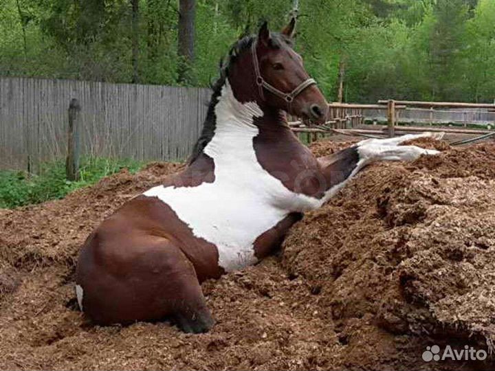 Навоз, куриный помёт