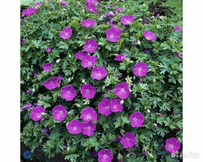 Герань кроваво-красная Max Frei