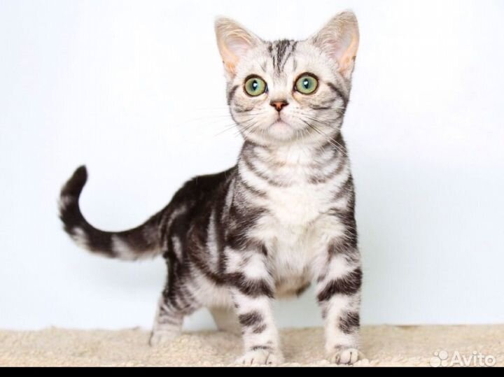 Американская короткощерстная кошка