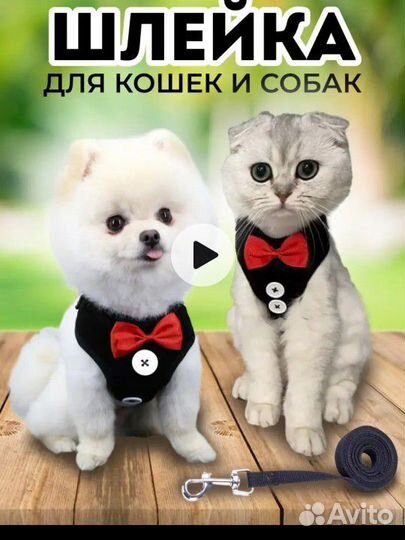 Шлейка с поводком