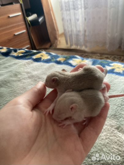 Декоративная крыса дамбо